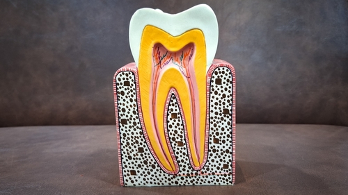Cost of Mini Implants in Butler, PA | The Anatomy of a Tooth